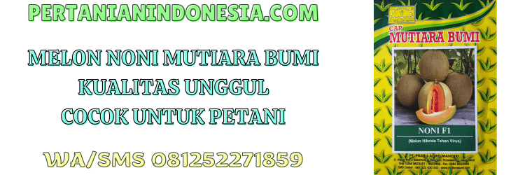 melon,noni,mutiara bumi,noni f1,noni mutiara bumi,pertanian indonesia